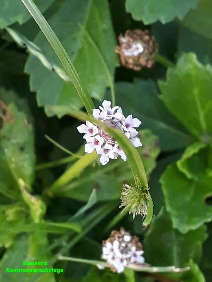 Phyla nodiflora var. nodiflora